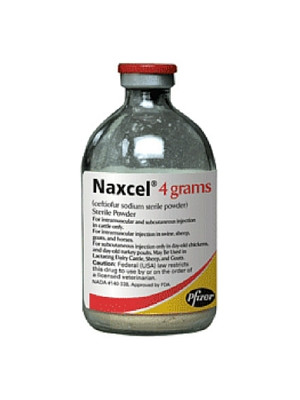 Naxcel Injectable