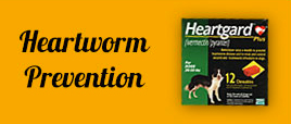 heartworm-prevention